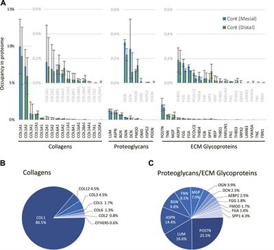 Extracellular Matrix-Oriented Proteomic Analysis of Periodontal Ligament Under Mechanical Stress